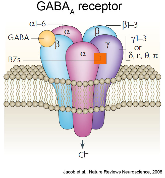 Resultado de imagen de sistema de neurotransmisores GABA