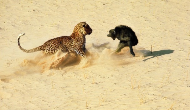 leopard-baboon.jpg